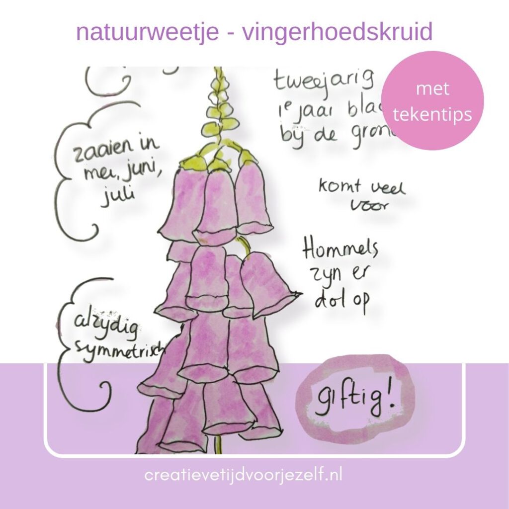 natuurweetje - vingerhoedskruid