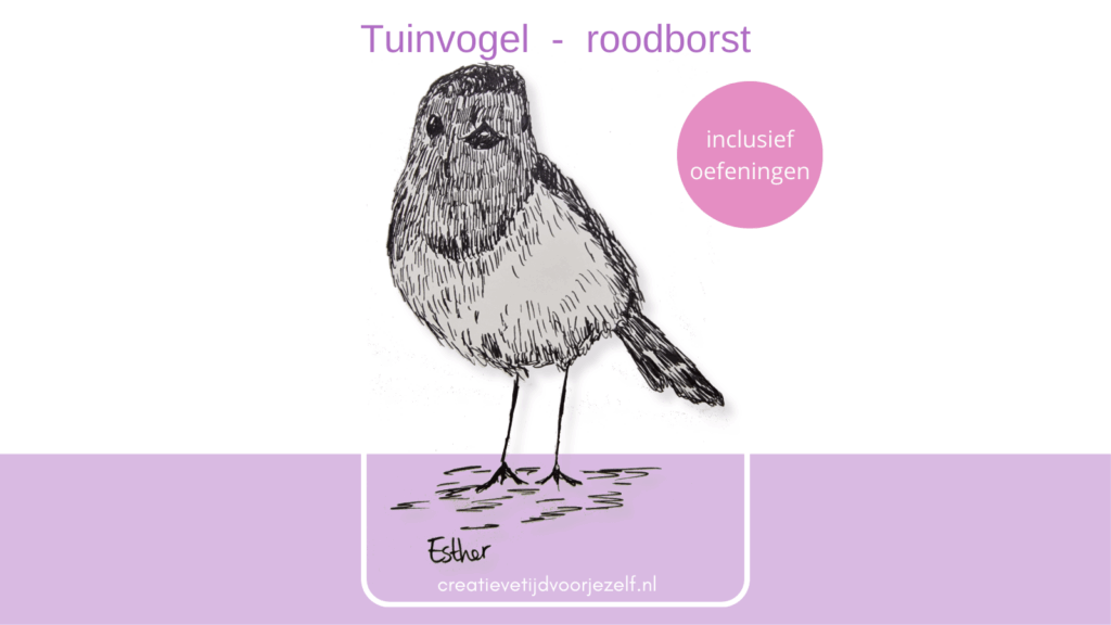 Tuinvogel: roodborstje – weetjes, kijken & tekeninspiratie