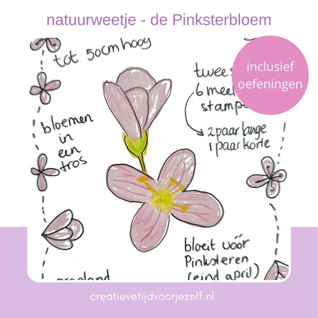 Pinksterbloem – weetjes, kijken & tekeninspiratie