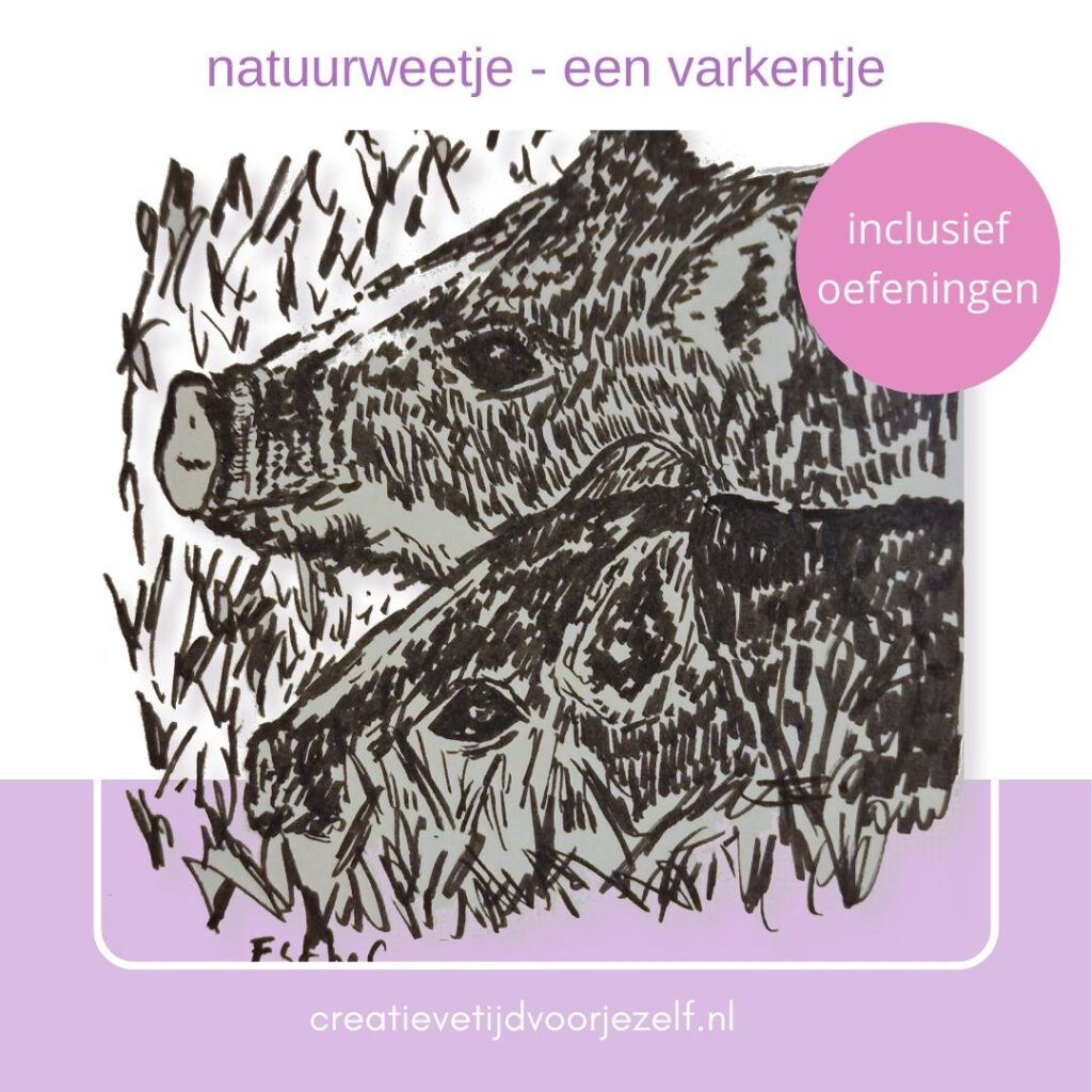 Wild zwijn en varken – weetjes, kijken & tekeninspiratie