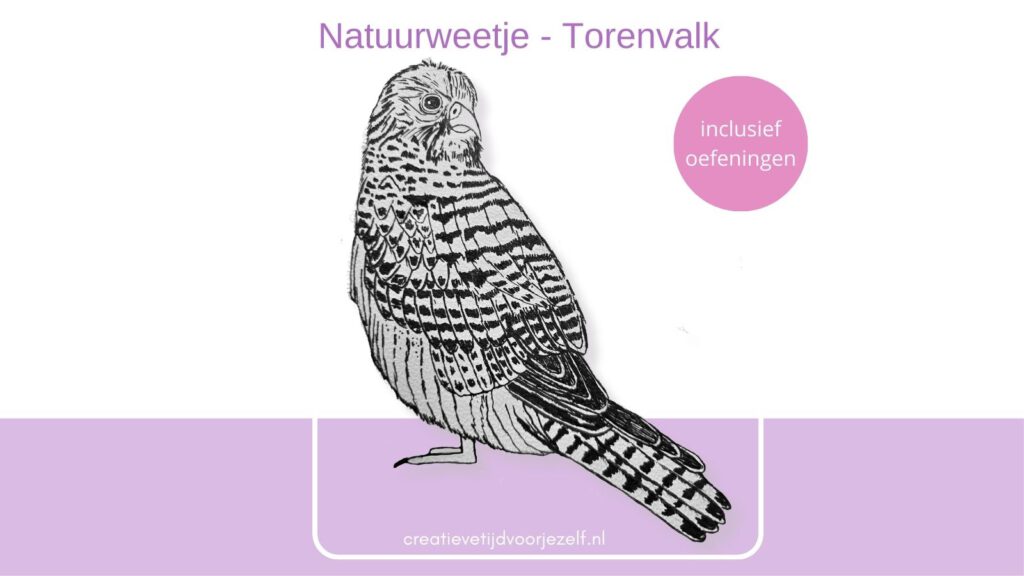 natuurweetje - torenvalk