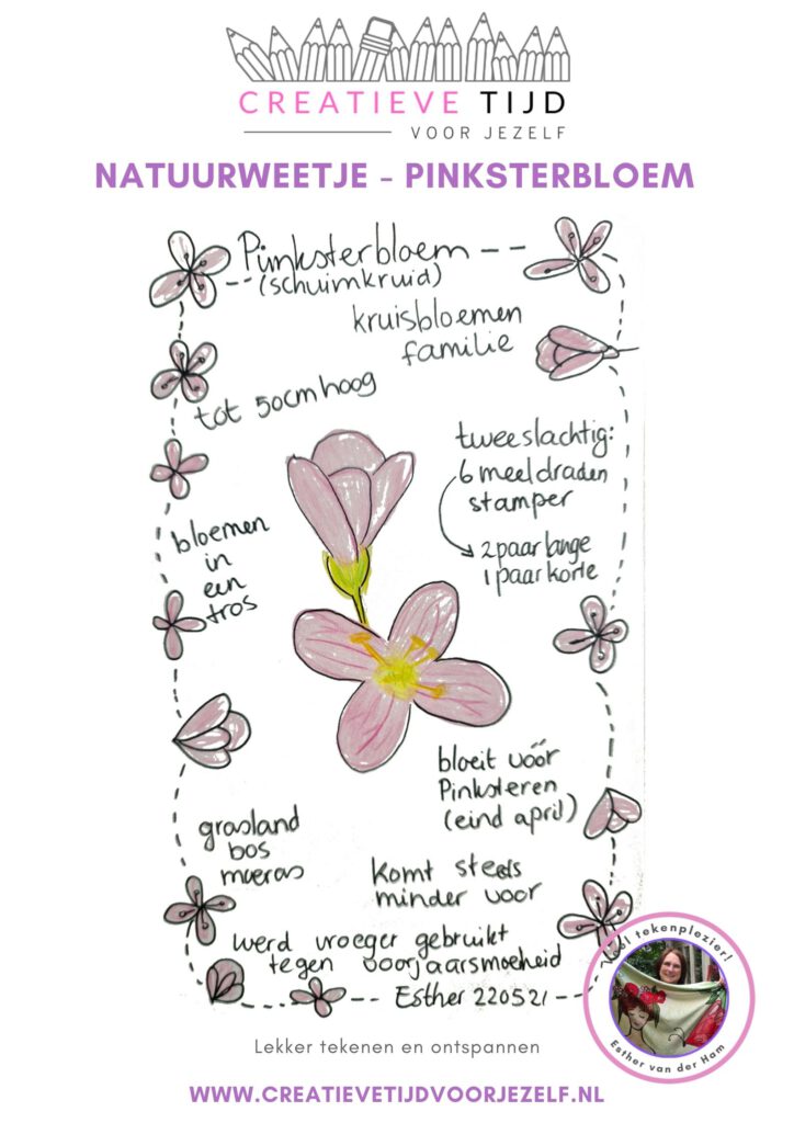 natuurweetje: de pinksterbloem, met tekentips