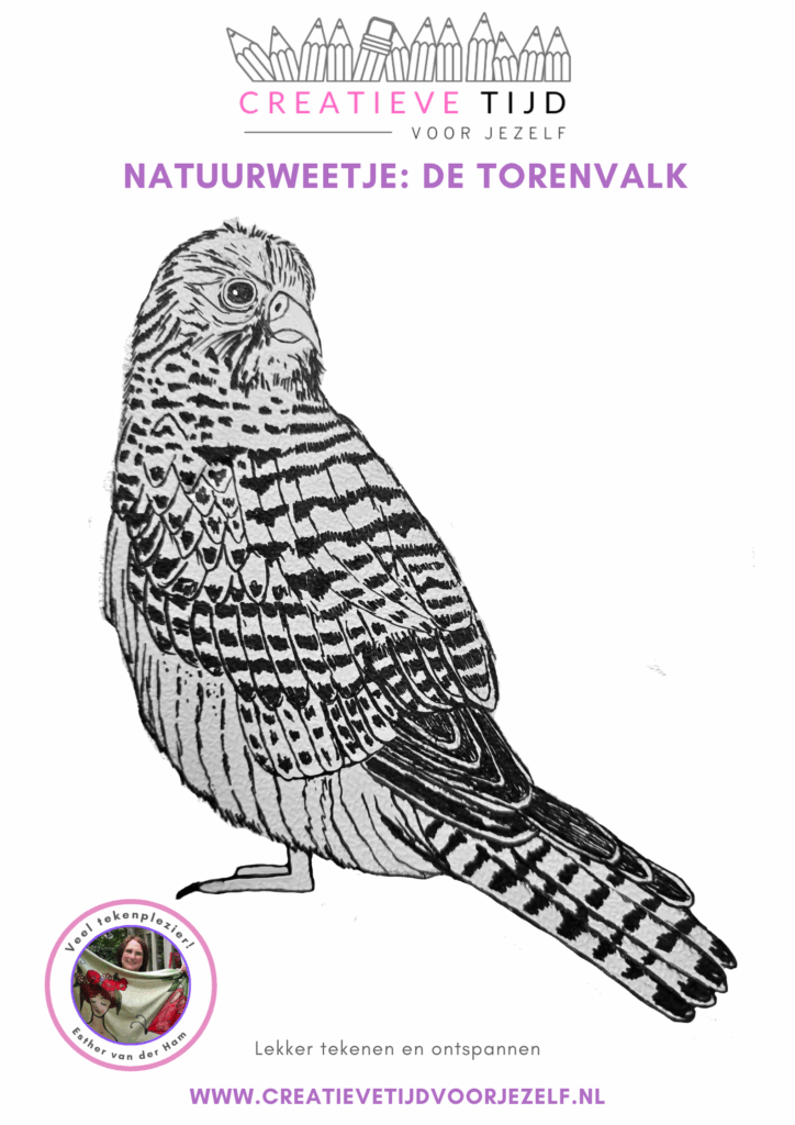 natuurweetje de torenvalk
