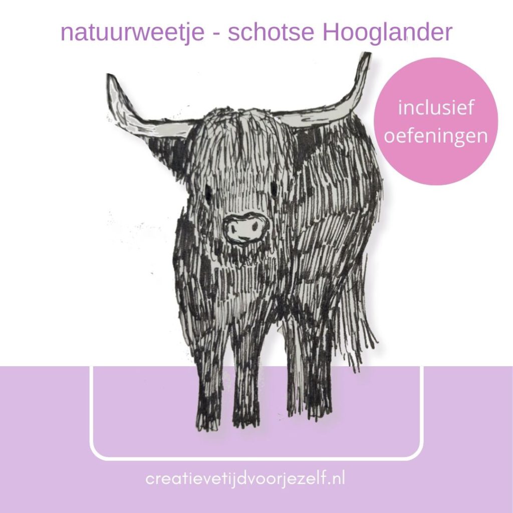 natuurweetje Schotse Hooglander