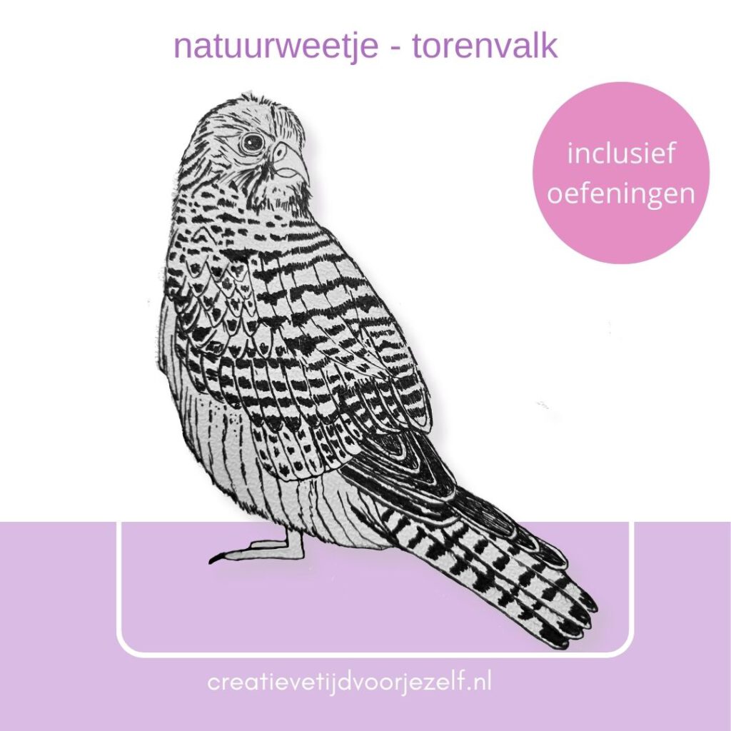 natuurweetje - torenvalk