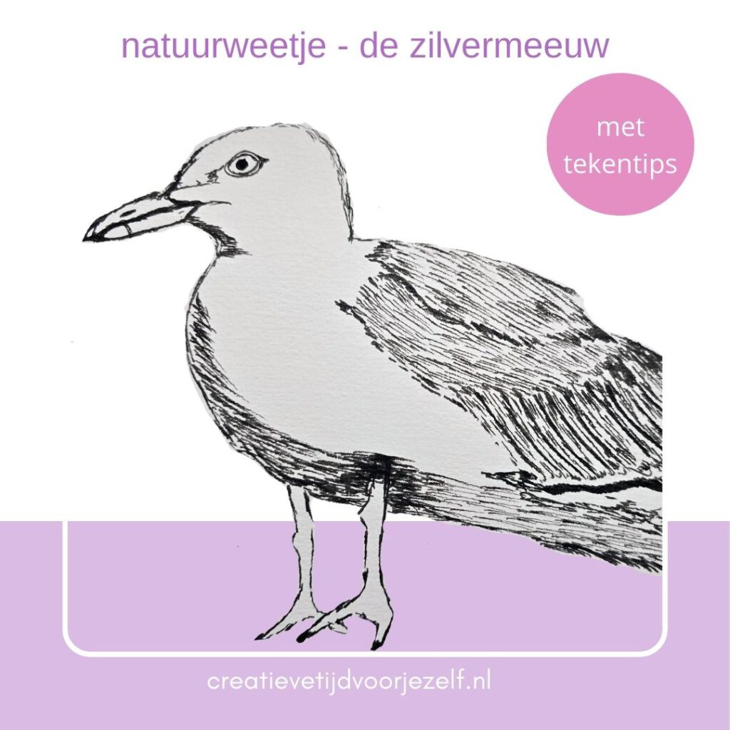 natuurweetje de meeuw