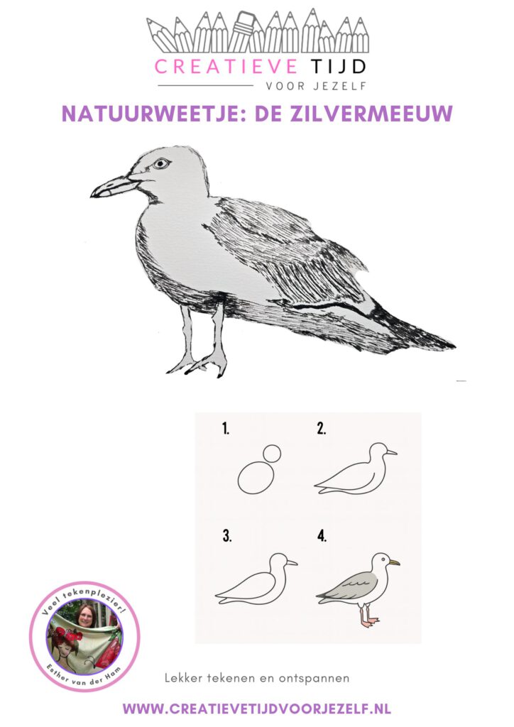 natuurweetje de meeuw
