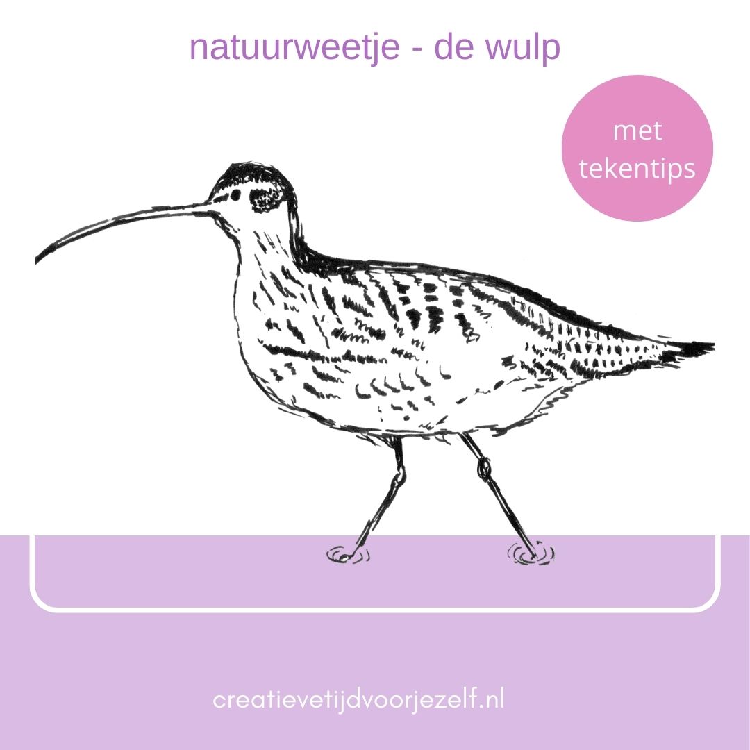Natuurweetje: de wulp